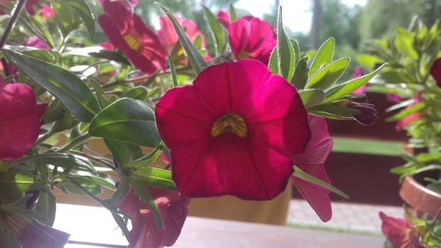 Calibrachoa Million bells