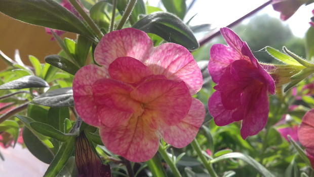 Calibrachoa Million bells