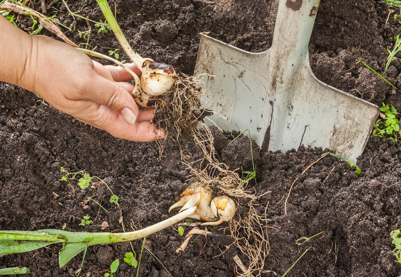 Cebule są gotowe do wykopania, gdy zbrązowieje około 1/4 okrywającej je łuski. (zdj.: Adobe Stock)