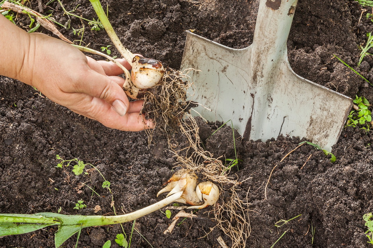 Cebule są gotowe do wykopania, gdy zbrązowieje około 1/4 okrywającej je łuski. (zdj.: Adobe Stock)