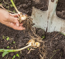 Cebule są gotowe do wykopania, gdy zbrązowieje około 1/4 okrywającej je łuski. (zdj.: Adobe Stock)