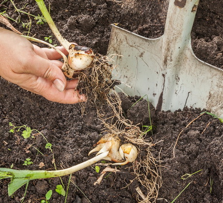 Cebule są gotowe do wykopania, gdy zbrązowieje około 1/4 okrywającej je łuski. (zdj.: Adobe Stock)