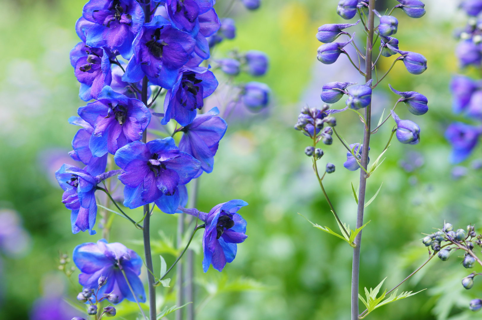 Cenna uwaga - tnąc ostróżki w lipcu tj. zaraz po zakończeniu kwitnienia, zwiększamy szansę na ponowne pojawienie się kwiatostanów na przełomie lata i jesieni. (zdj.: iStock)
