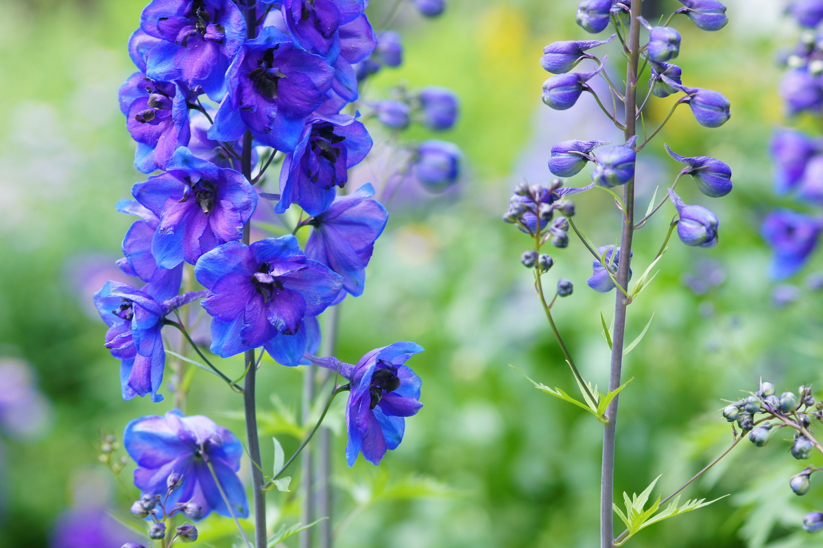 Cenna uwaga - tnąc ostróżki w lipcu tj. zaraz po zakończeniu kwitnienia, zwiększamy szansę na ponowne pojawienie się kwiatostanów na przełomie lata i jesieni. (zdj.: iStock)