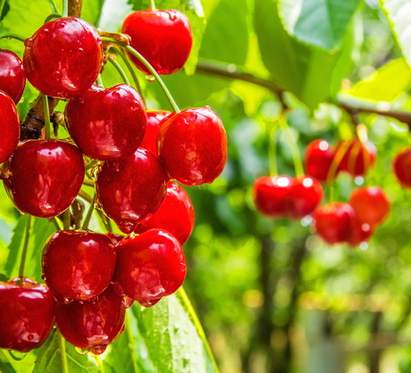 Cięcie wykonujemy latem - najwygodniej jest przeprowadzić je w trakcie zbiorów, lub od razu po nich. (zdj.: Adobe Stock)