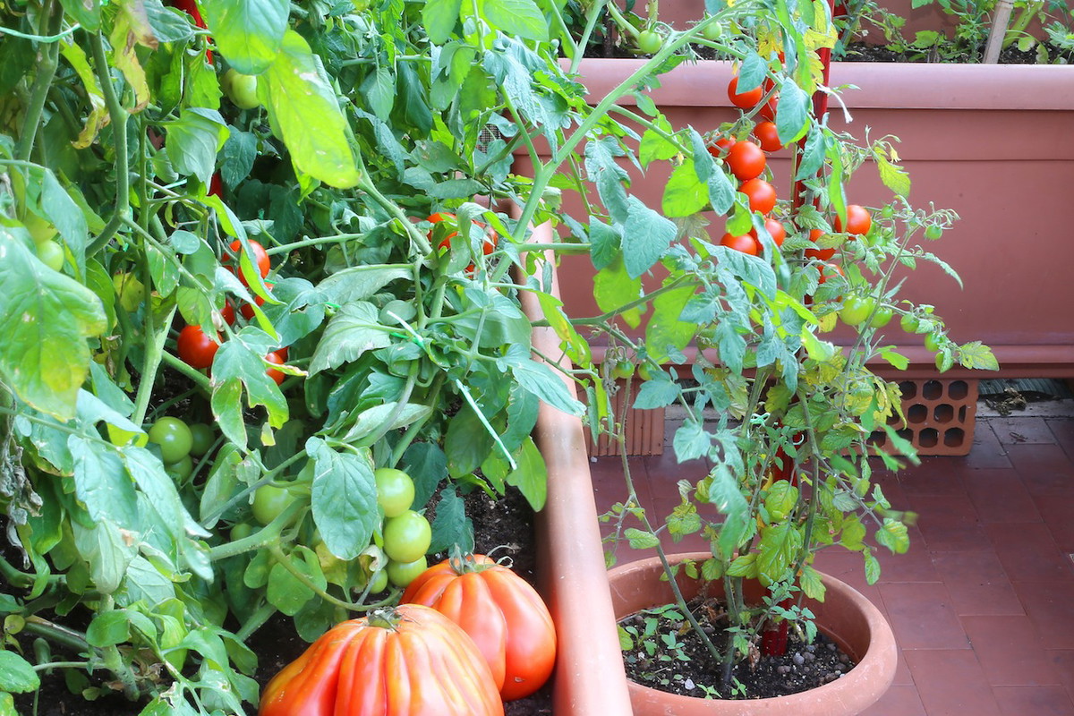 Do często spotykanych na balkonach cytrusów, pomidorów czy ziół, dołączają nowe warzywa - m.in. kapusta, brokuły czy marchew. (zdj.: Adobe Stock)
