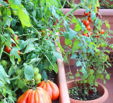Do często spotykanych na balkonach cytrusów, pomidorów czy ziół, dołączają nowe warzywa - m.in. kapusta, brokuły czy marchew. (zdj.: Adobe Stock)