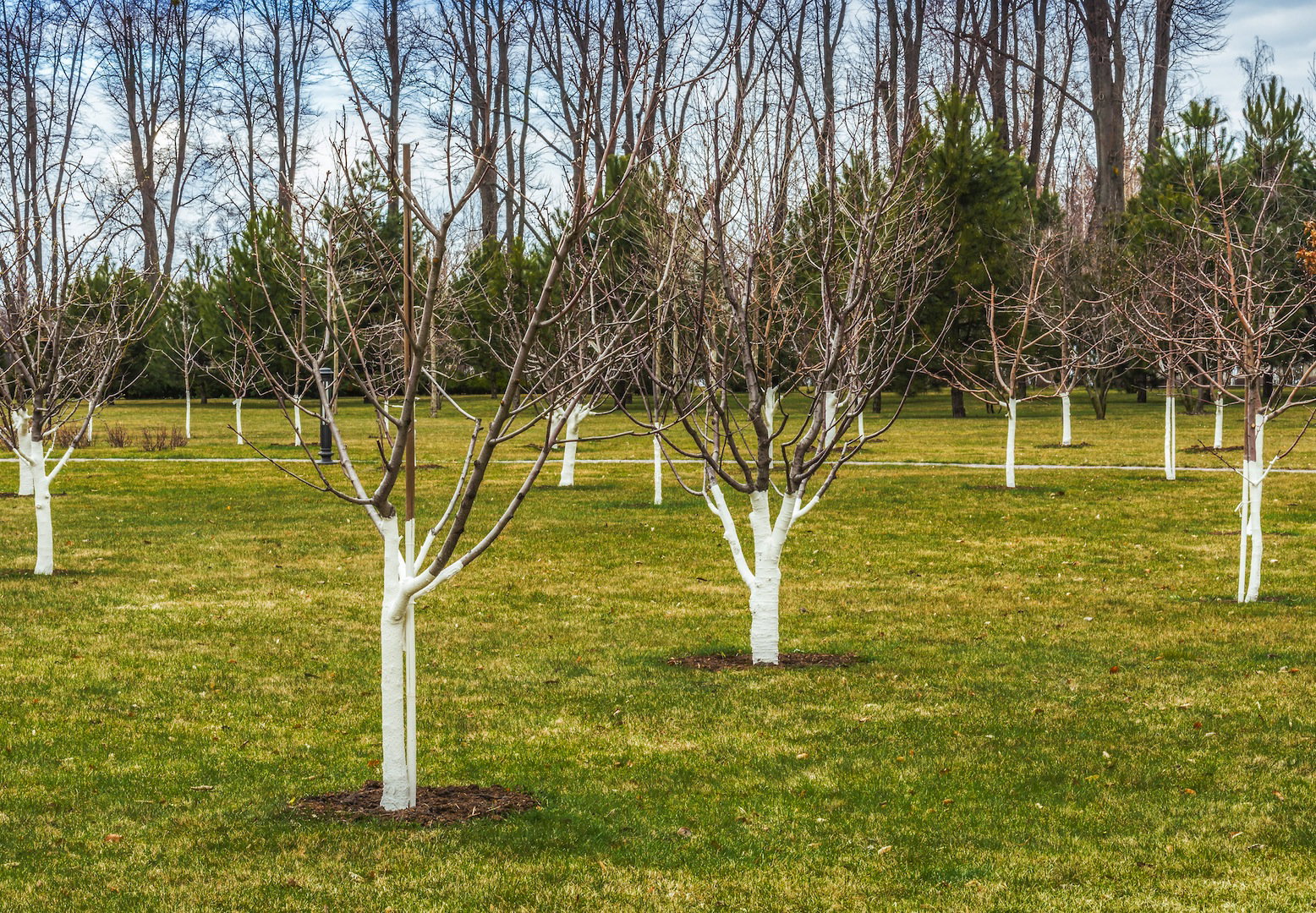 Do szybszego wiosennego wzrostu drzewom niezbędne jest nawożenie nawozem azotowym oraz regularne podlewanie lub warunki, sprzyjające efektywnemu pobieraniu wody z gleby. (zdj.: Adobe Stock)