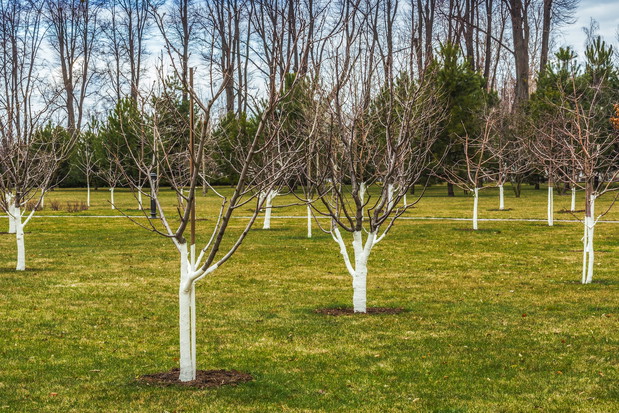 Do szybszego wiosennego wzrostu drzewom niezbędne jest nawożenie nawozem azotowym oraz regularne podlewanie lub warunki, sprzyjające efektywnemu pobieraniu wody z gleby. (zdj.: Adobe Stock)