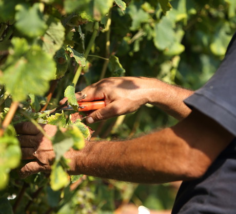 Doświetlając winorośl pamiętajmy o przycinaniu zbyt długich pędów. Miejsce cięcie nie powinno jednak być zbyt blisko gron owoców. (zdj.: Adobe Stock)