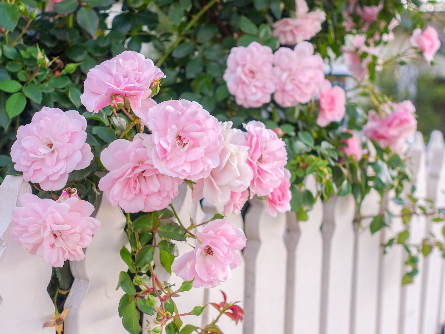 Dzięki trwałości i wytrzymałości, róże doskonale nadają się na obsadzanie wokół płotów czy murków, a uroda ich kwiatów to idealny sposób na wprawienie w dobry nastrój nadchodzących gości.  (zdj.: Adobe Stock)
