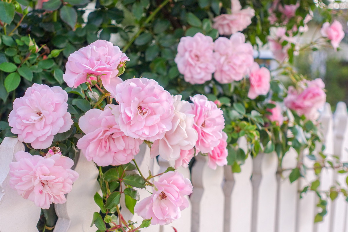Dzięki trwałości i wytrzymałości, róże doskonale nadają się na obsadzanie wokół płotów czy murków, a uroda ich kwiatów to idealny sposób na wprawienie w dobry nastrój nadchodzących gości. (zdj.: Adobe Stock)