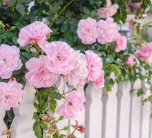 Dzięki trwałości i wytrzymałości, róże doskonale nadają się na obsadzanie wokół płotów czy murków, a uroda ich kwiatów to idealny sposób na wprawienie w dobry nastrój nadchodzących gości. (zdj.: Adobe Stock)