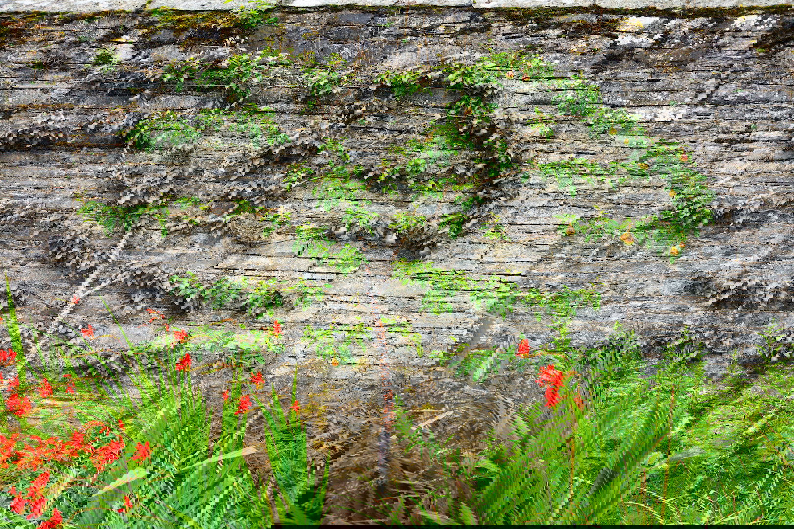 Espalier nie jest tak trudny w prowadzeniu, jak może się to na początku wydawać. Sztuka ta swój sekret skrywa w przemyślanym cięciu letnim i mocowaniu głównych gałęzi na stelażu. (zdj.: Adobe Stock)