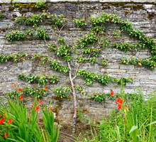 Espalier nie jest tak trudny w prowadzeniu, jak może się to na początku wydawać. Sztuka ta swój sekret skrywa w przemyślanym cięciu letnim i mocowaniu głównych gałęzi na stelażu. (zdj.: Adobe Stock)