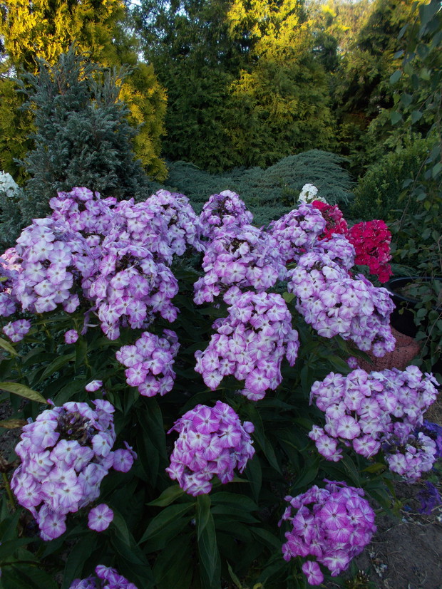 Floksy wiechowate, które przepięknie pachną wieczorową porą. 