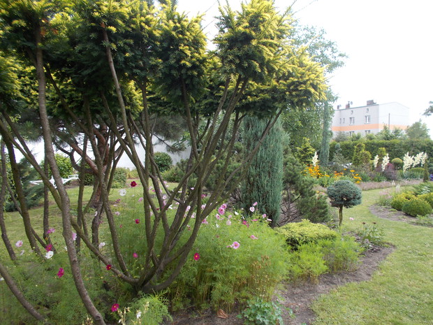 Formowany cis pospolity