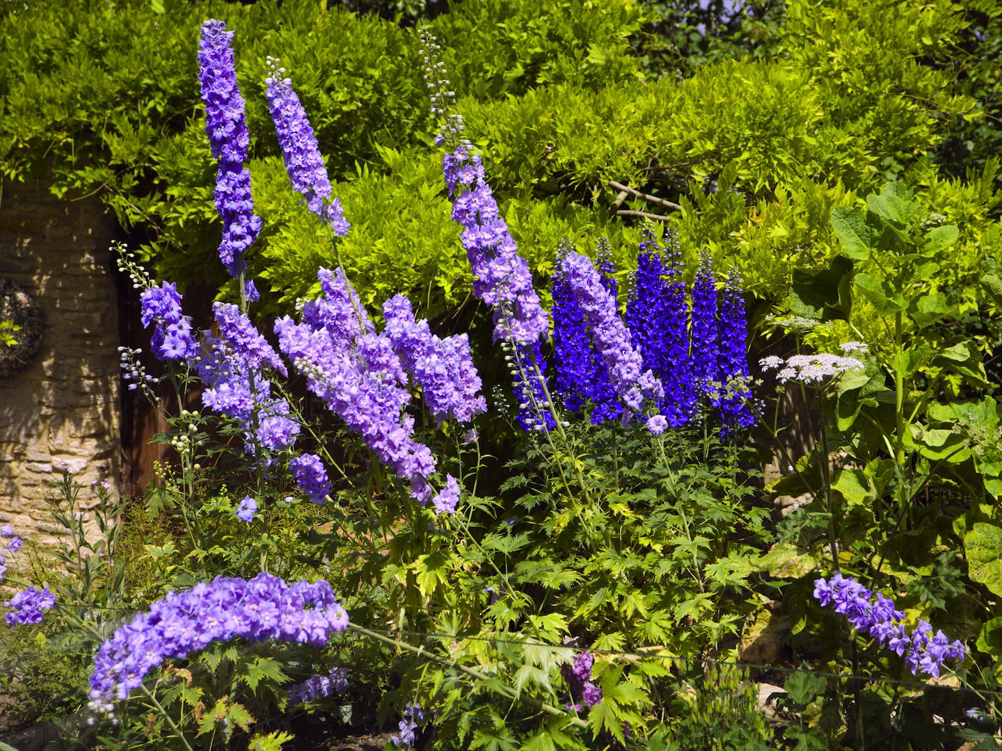 Gdy kwiatostany przekwitną, koniecznie należy przyciąć je do 15 centymetrów nad ziemią, zmuszając do kolejnego kwitnienia w następnym sezonie. (zdj.: Adobe Stock)