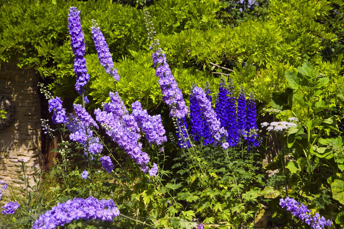 Gdy kwiatostany przekwitną, koniecznie należy przyciąć je do 15 centymetrów nad ziemią, zmuszając do kolejnego kwitnienia w następnym sezonie. (zdj.: Adobe Stock)
