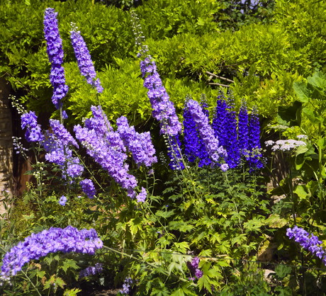 Gdy kwiatostany przekwitną, koniecznie należy przyciąć je do 15 centymetrów nad ziemią, zmuszając do kolejnego kwitnienia w następnym sezonie. (zdj.: Adobe Stock)