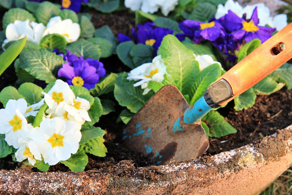 Gdy tylko miną mrozy, pierwiosnki możemy przenieść z mieszkania na taras i przesadzić do np. większych donic, w których uzupełniać będą kompozycje oparte o rośliny cebulowe (zdj.: Adobe Stock)