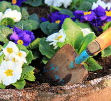 Gdy tylko miną mrozy, pierwiosnki możemy przenieść z mieszkania na taras i przesadzić do np. większych donic, w których uzupełniać będą kompozycje oparte o rośliny cebulowe (zdj.: Adobe Stock)