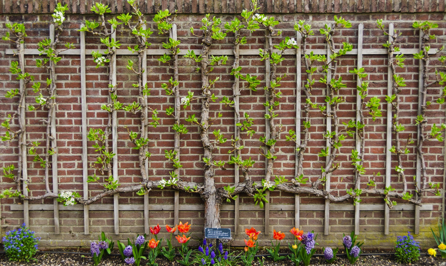 Grusza poprowadzona jako espalier jest nie tylko niebywale efektowna, ale i praktyczna - drzewo zajmuje mniej miejsca i wydaje zdrowe owoce, mające zapewnione podobny dostęp do światła. (zdj.: Adobe Stock)