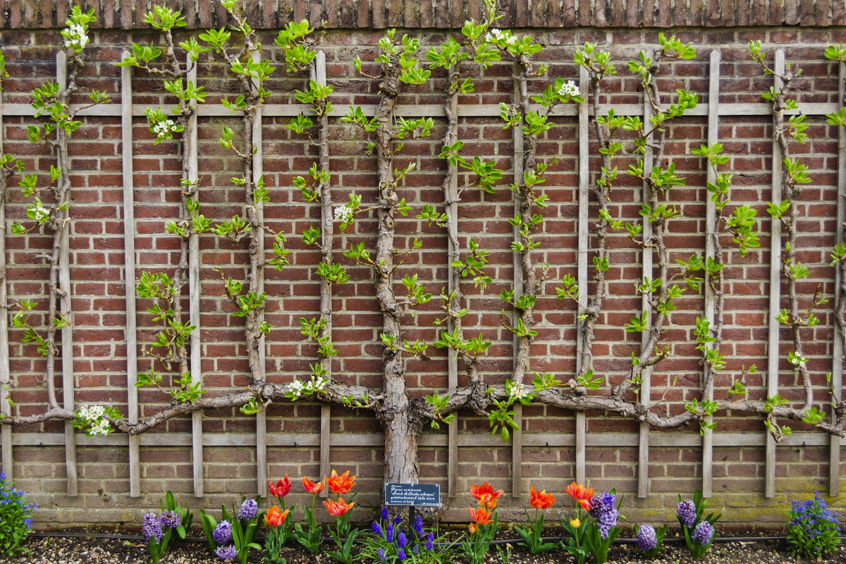 Grusza poprowadzona jako espalier jest nie tylko niebywale efektowna, ale i praktyczna - drzewo zajmuje mniej miejsca i wydaje zdrowe owoce, mające zapewnione podobny dostęp do światła. (zdj.: Adobe Stock)