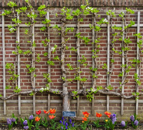 Grusza poprowadzona jako espalier jest nie tylko niebywale efektowna, ale i praktyczna - drzewo zajmuje mniej miejsca i wydaje zdrowe owoce, mające zapewnione podobny dostęp do światła. (zdj.: Adobe Stock)