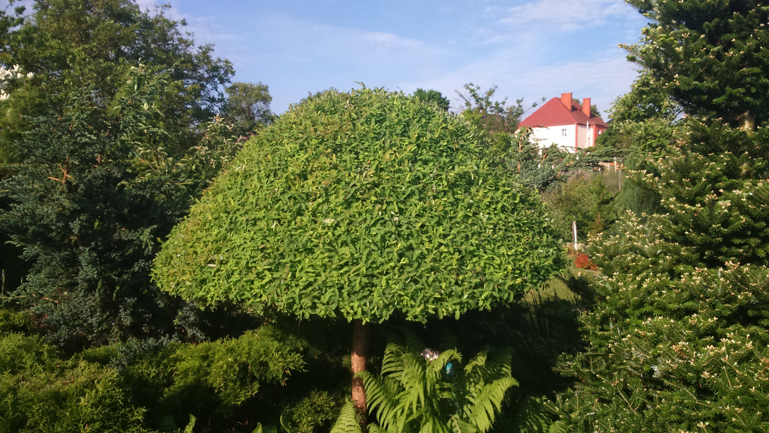 Grzybek albo parasol jak kto woli