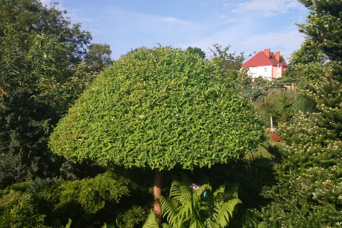 Grzybek albo parasol jak kto woli