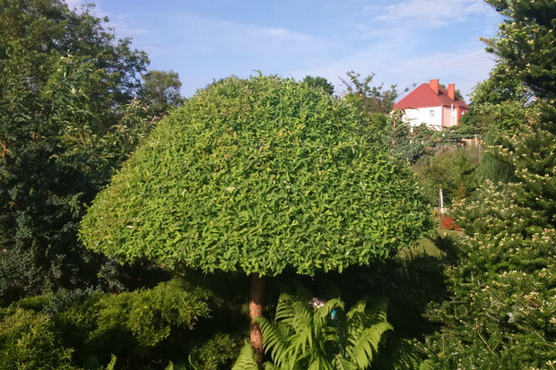 Grzybek albo parasol jak kto woli