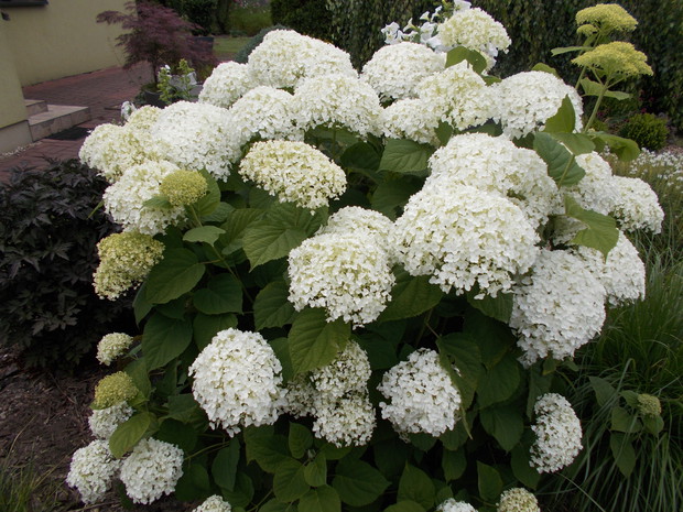 Hortensja 'Anabelle'