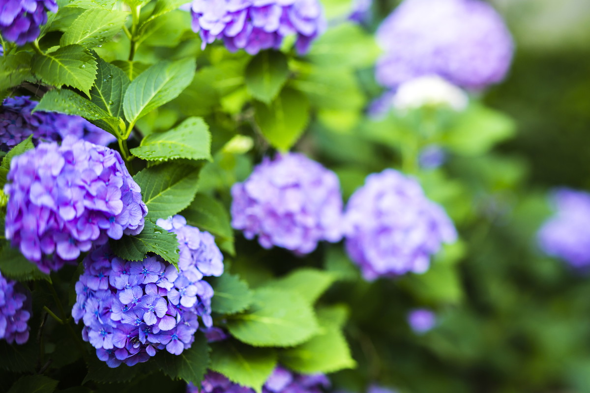 Hortensje będą miały o wiele większe szanse zakwitnąć, gdy zadbamy o odpowiedni (tj. zasadowy) odczyn gleby. (zdj.: iStock)