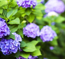 Hortensje będą miały o wiele większe szanse zakwitnąć, gdy zadbamy o odpowiedni (tj. zasadowy) odczyn gleby. (zdj.: iStock)