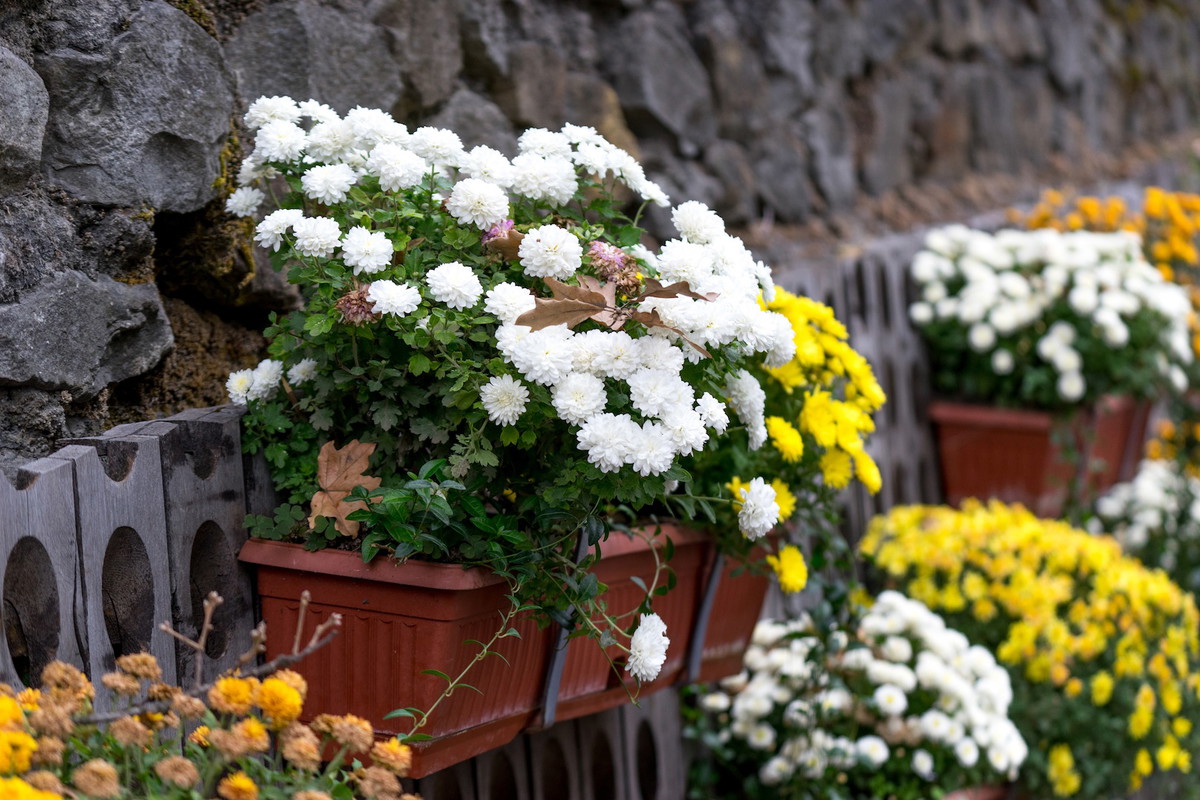 Jesienne doniczki uginające się pod licznymi kwiatami to jeden z najprzyjemniejszych widoków, jaki zobaczyć możemy u schyłku sezonu. Uzyskanie takich nasadzeń nie jest wymagającym zadaniem. (zdj.: Adobe Stock)