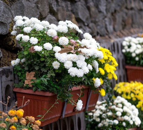 Jesienne doniczki uginające się pod licznymi kwiatami to jeden z najprzyjemniejszych widoków, jaki zobaczyć możemy u schyłku sezonu. Uzyskanie takich nasadzeń nie jest wymagającym zadaniem. (zdj.: Adobe Stock)