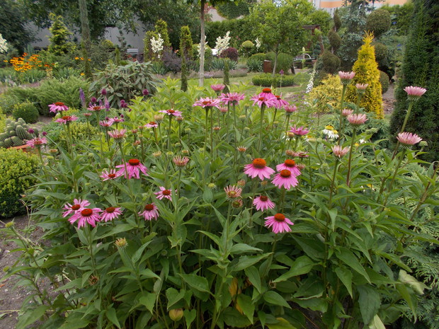 Jeżówki purpurowe ;) 