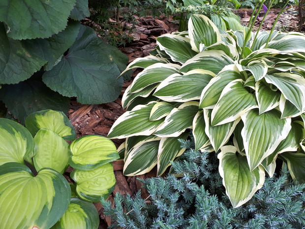 Języczka, funkie i miniaturowy jałowiec. 