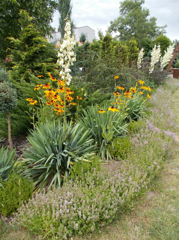 Jukki karolińskie z rudbekiami.