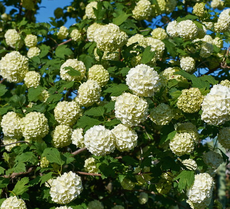 Kalina koralowa Viburnum opulus w odmianie Roseum nie owocuje, wypuszcza wyłącznie wyjątkowo piękne, kuliste kwiaty. (zdj.: Adobe Stock)