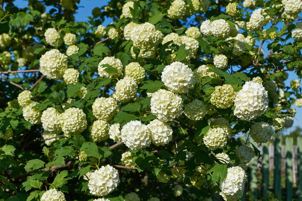 Kalina koralowa Viburnum opulus w odmianie Roseum nie owocuje, wypuszcza wyłącznie wyjątkowo piękne, kuliste kwiaty. (zdj.: Adobe Stock)