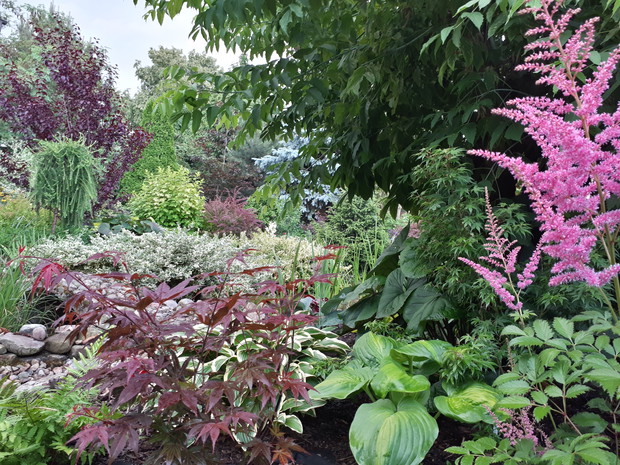 Klon w towarzystwie tawułki, funki, paproci. Miejsce półcieniste, zaciszne.