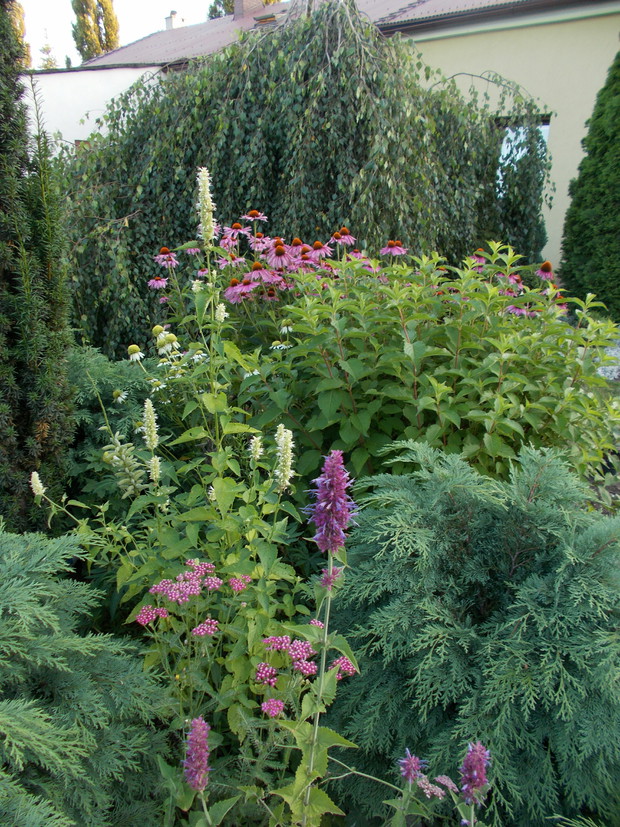 Kłosowce wśród jeżówek. 