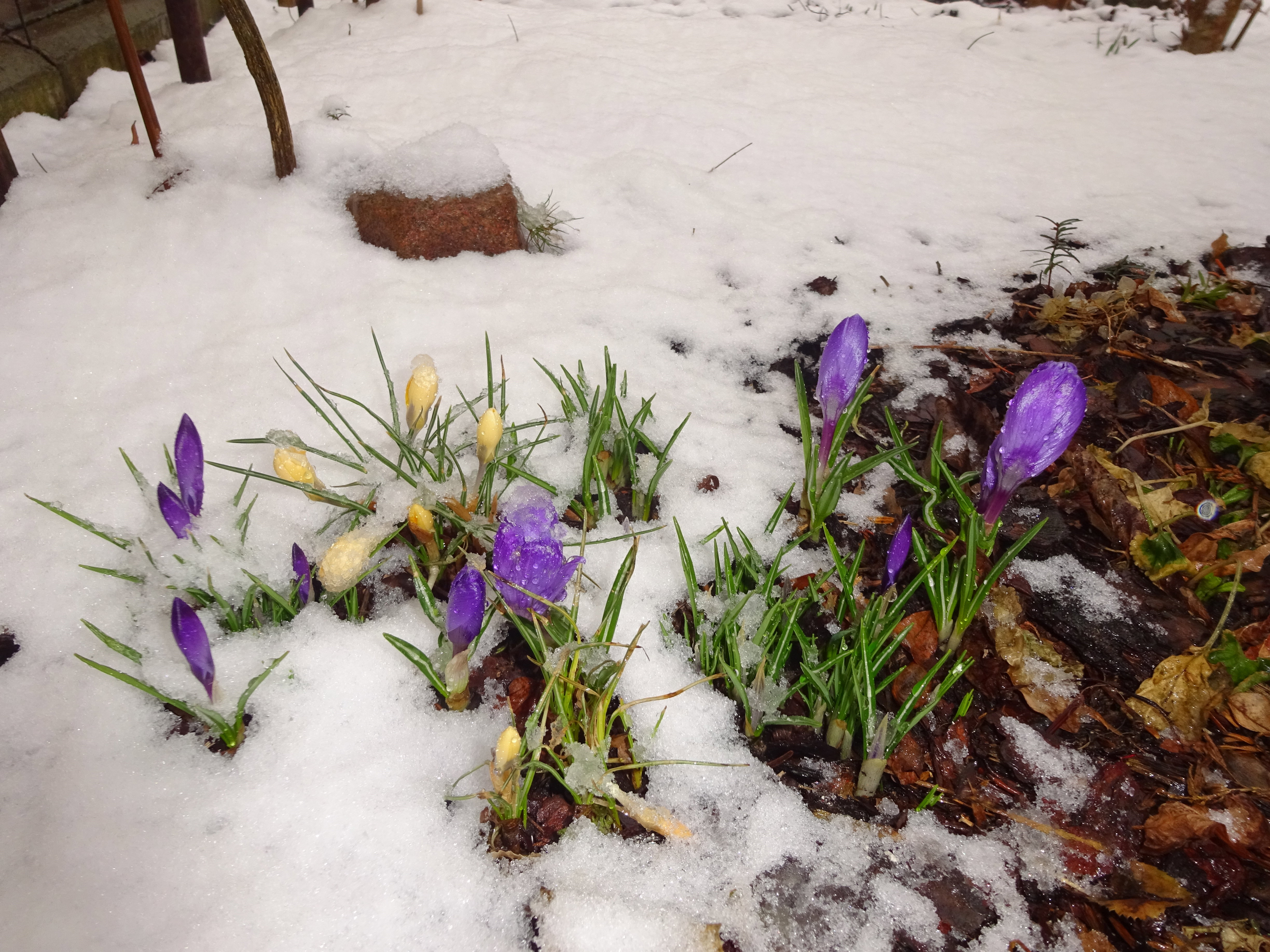 Krokusy pod śniegową pierzynką.