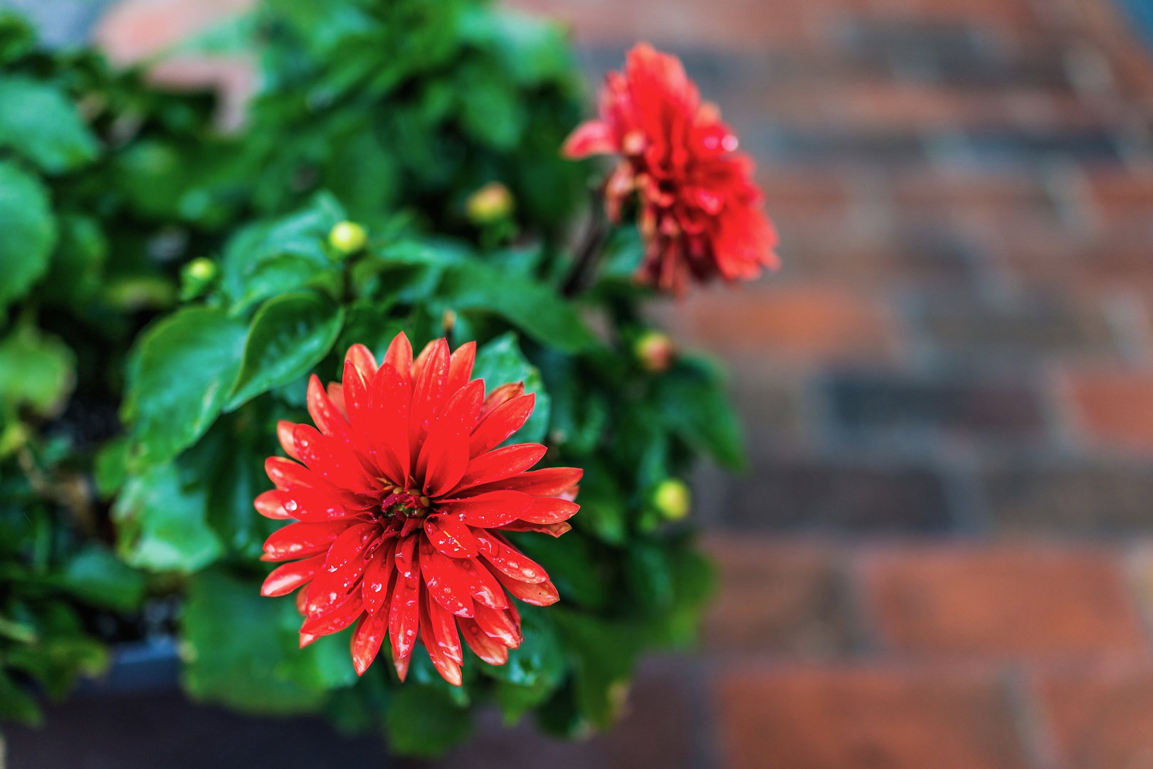 Krótko po przesadzeniu, dalie w pojemnikach podlewamy niezbyt intensywnie. przynajmniej do czasu znacznego jej wzrostu (zdj.: Adobe Stock)