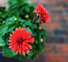 Krótko po przesadzeniu, dalie w pojemnikach podlewamy niezbyt intensywnie. przynajmniej do czasu znacznego jej wzrostu (zdj.: Adobe Stock)