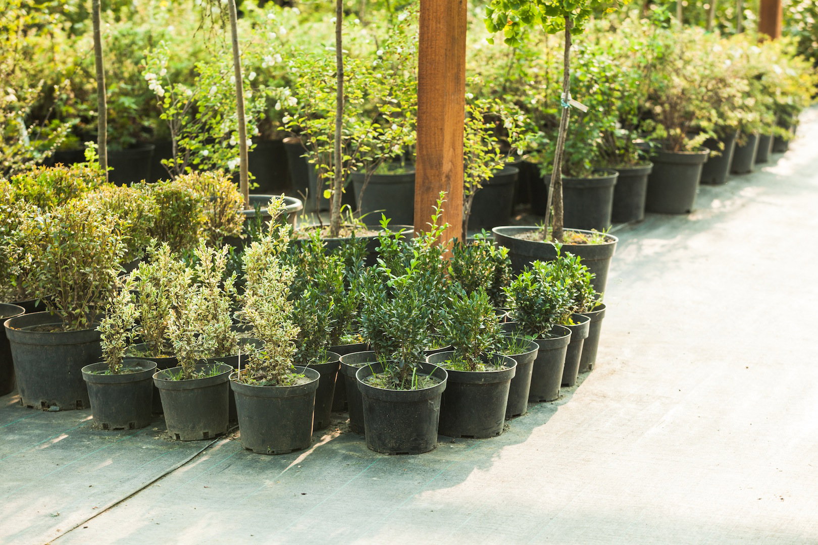 Kupując rośliny w szkółkach, zwracamy uwagę nie tylko na pokrój i ogólną kondycję, ale i korzenie - powinny być zwarte czy (zdj.: Adobe Stock)