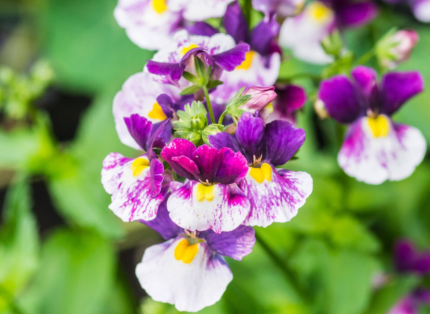 Kwiaty nemezji rozłożystej (nemesia fruticans) charakteryzują się wyjątkową, niesymetryczną budową. Przy obfitym kwitnieniu, staną się godną podziwu ozdobą. (zdj.: Adobe Stock)