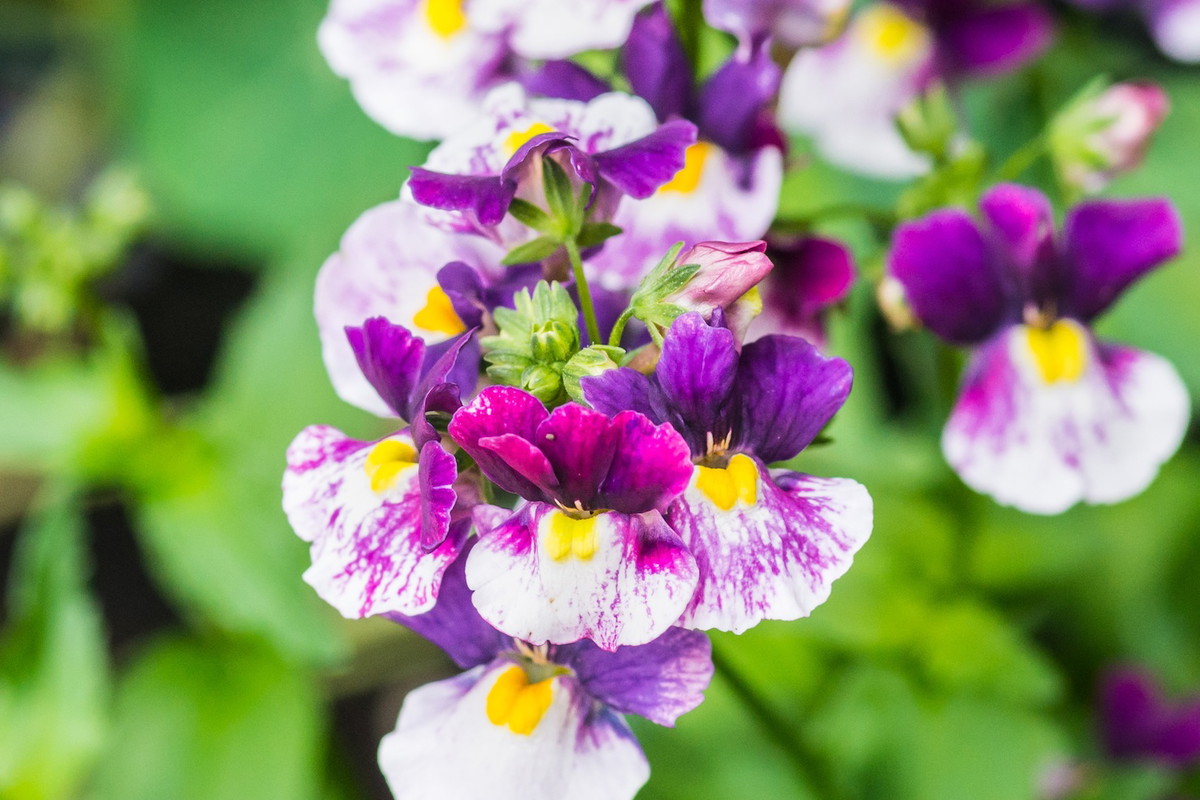 Kwiaty nemezji rozłożystej (nemesia fruticans) charakteryzują się wyjątkową, niesymetryczną budową. Przy obfitym kwitnieniu, staną się godną podziwu ozdobą. (zdj.: Adobe Stock)